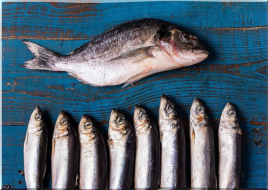 Benefits of oily fish and its varieties