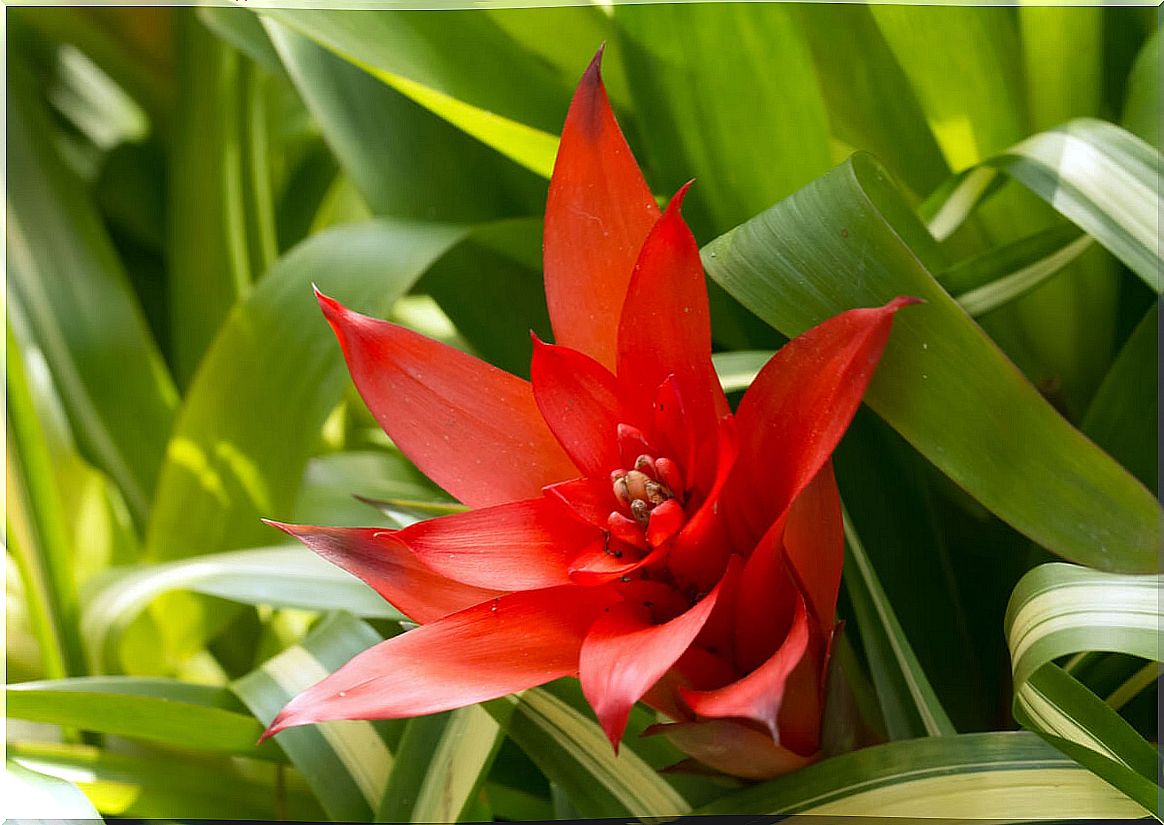 Guzmania red flower.