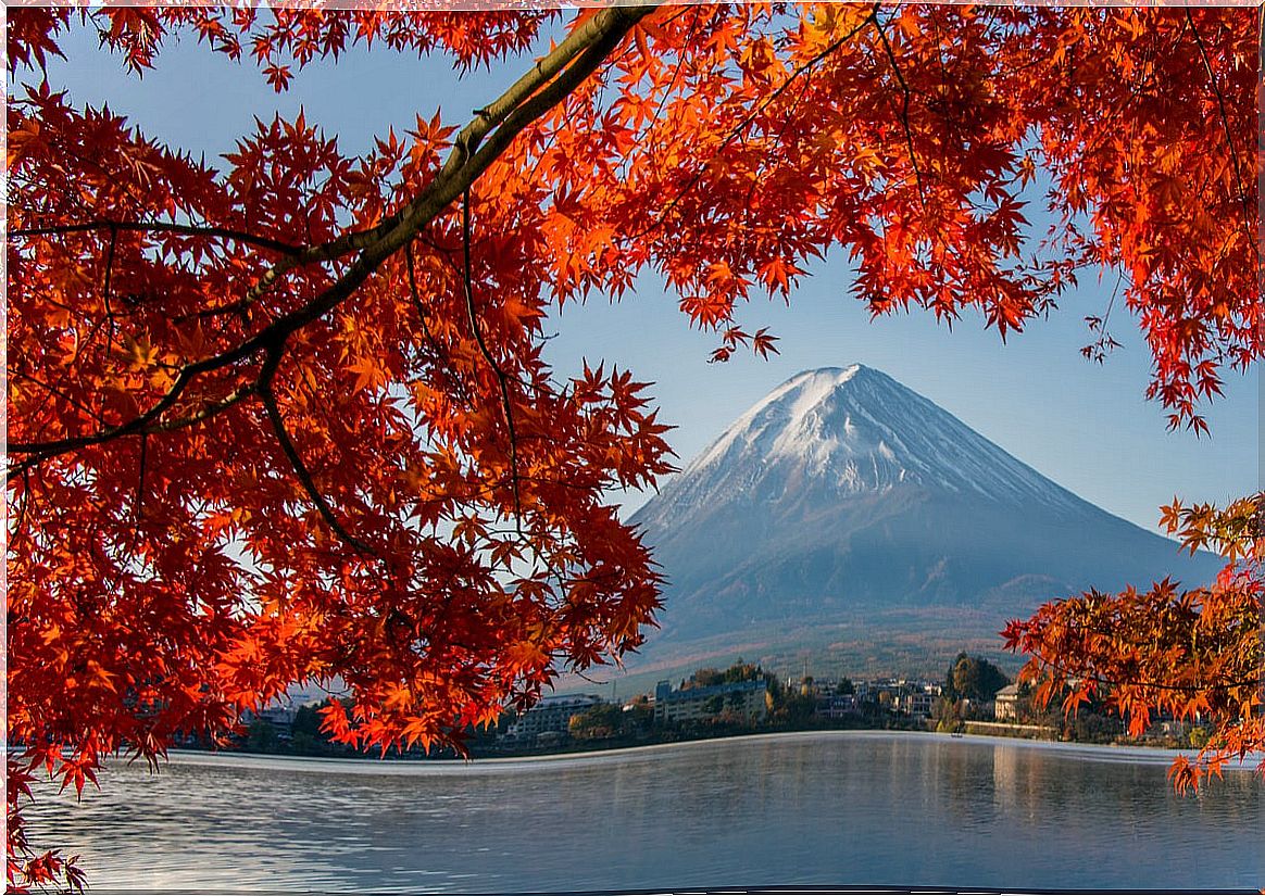 Japanese maple and Mount Fuji.