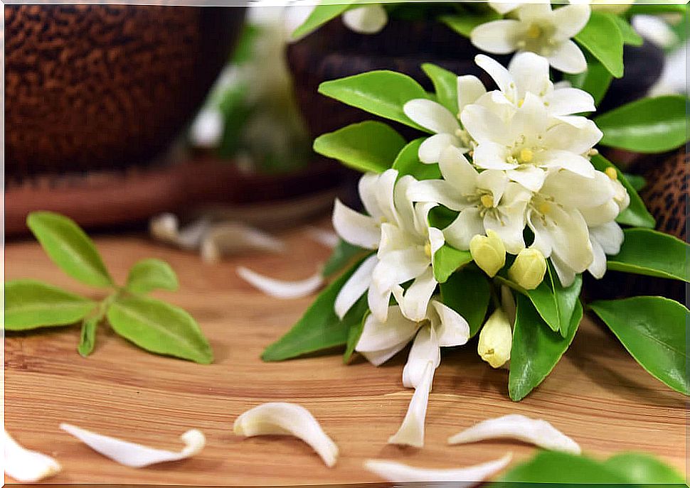 Jasmine with a good aroma.