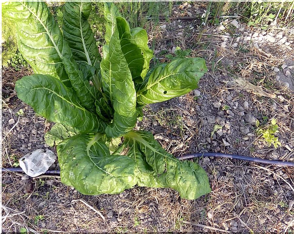 Wild chard (Beta vulgaris)