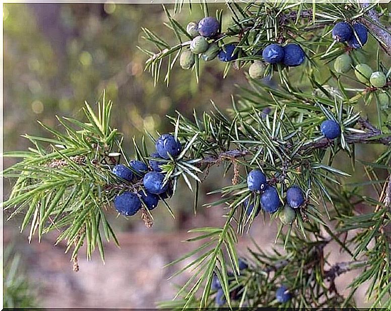 Juniper (Juniperus communis)