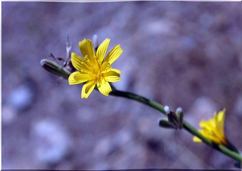 Sweet chicory (Chondrilla juncea)