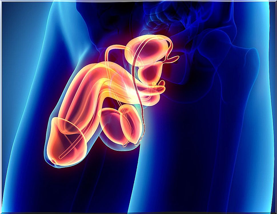 Treatment of balanitis, a pathology that affects the glans