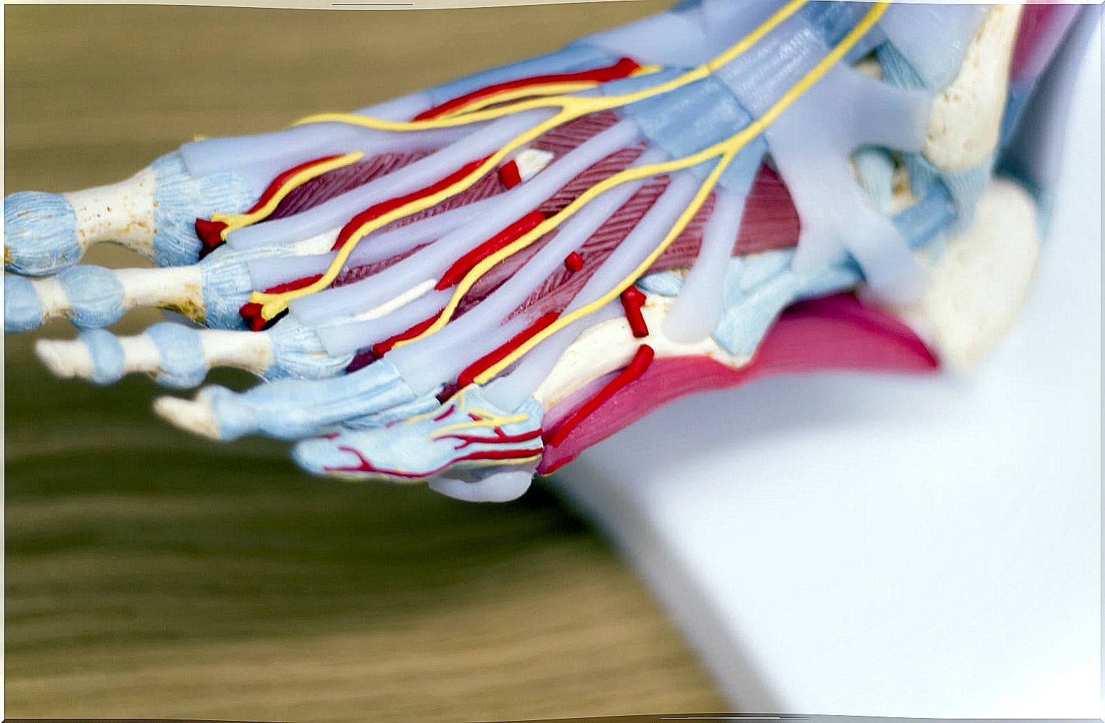 Tendons, veins and ligaments of the foot.