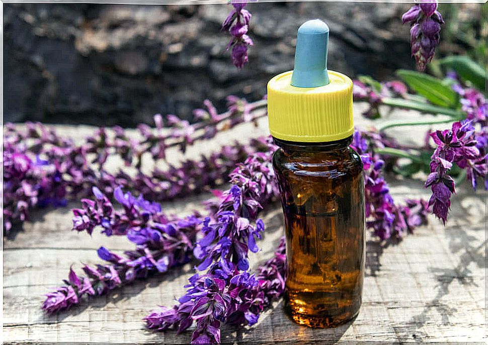 Lavender, in essential oil