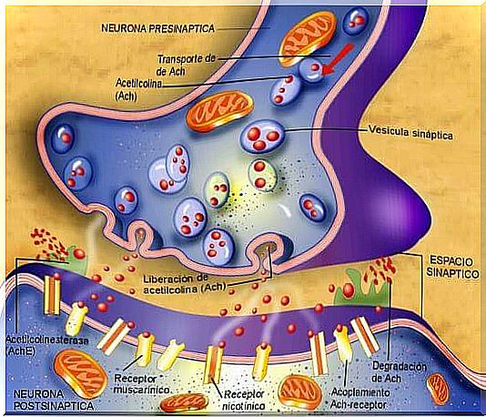 Neuromuscular plate