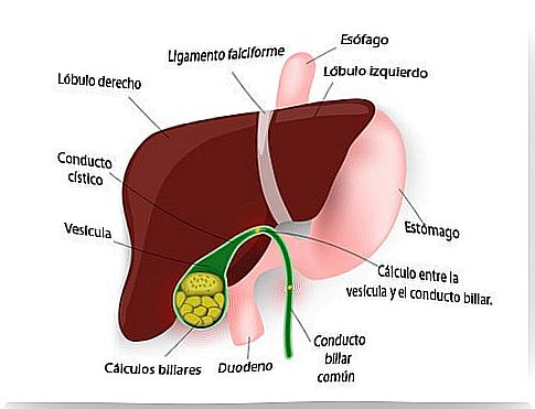 gallbladder