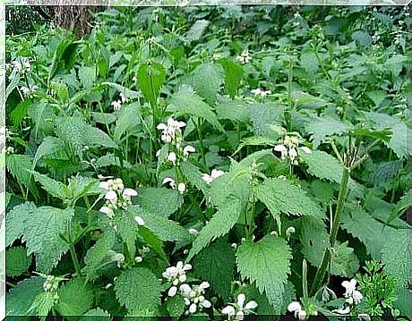 Fresh nettles