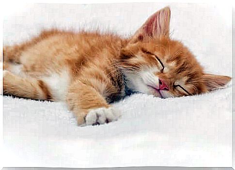 kitten sleep sweetly