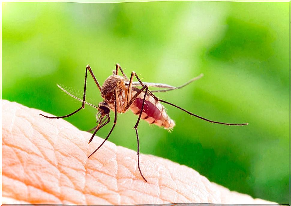 Why do mosquitoes bite.