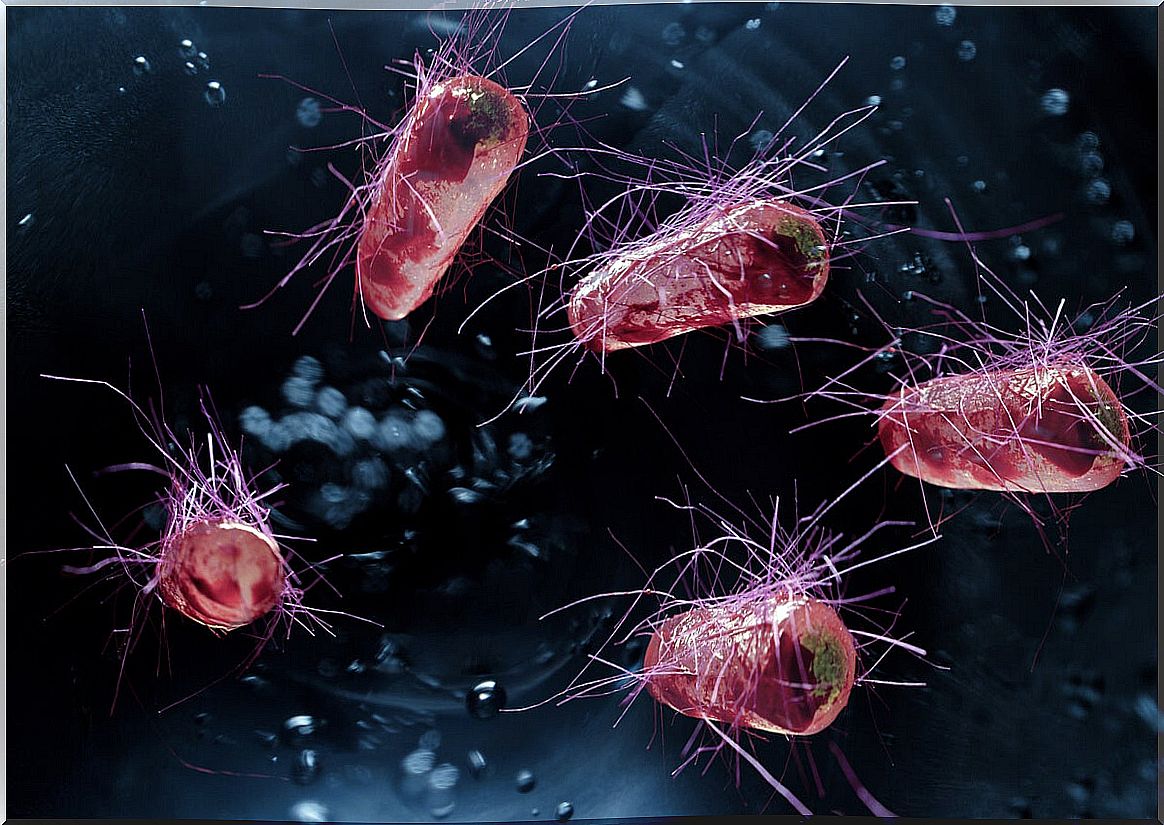 Escherichia coli.