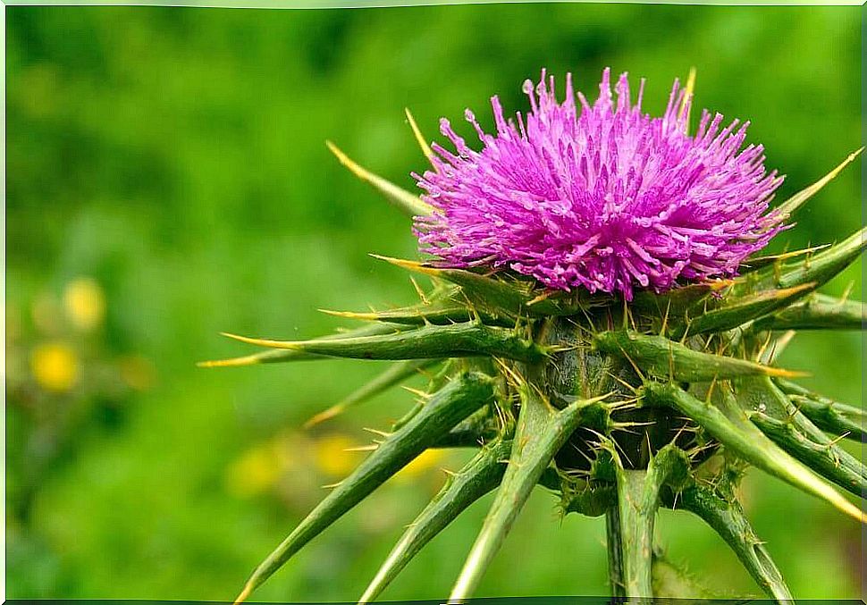 Milk thistle