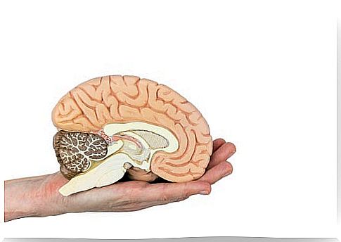 Cross section of the brain to visualize its parts.