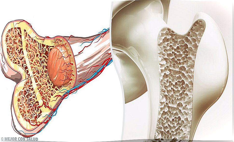 Osteogenesis: the formation of bones