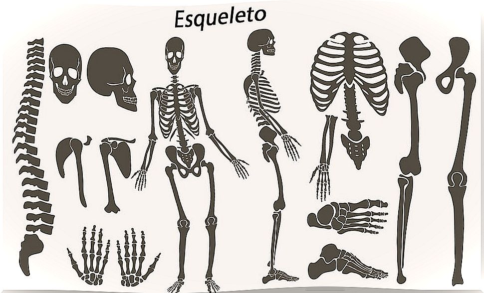 Formation and development of the skeleton