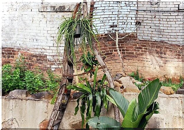 A wooden ladder can be used to create a vertical garden