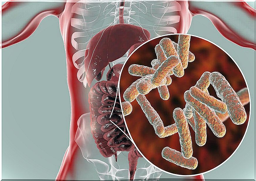 Gut microbiota